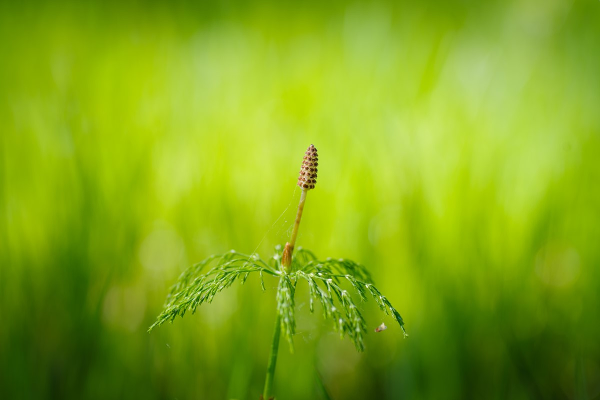 Horsetail - βότανο